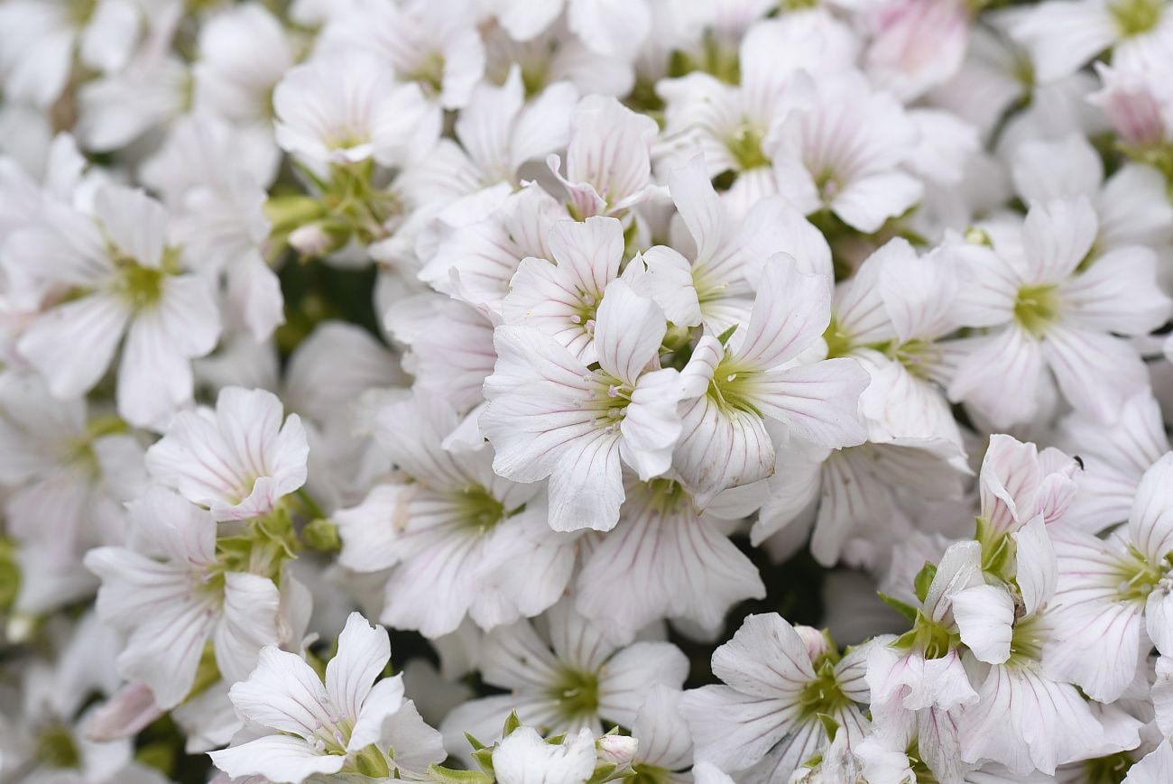 Image of Gypsophila tenuifolia specimen.