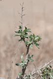 Convolvulus fruticosus