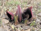 Symplocarpus renifolius