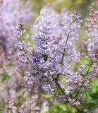 Syringa vulgaris