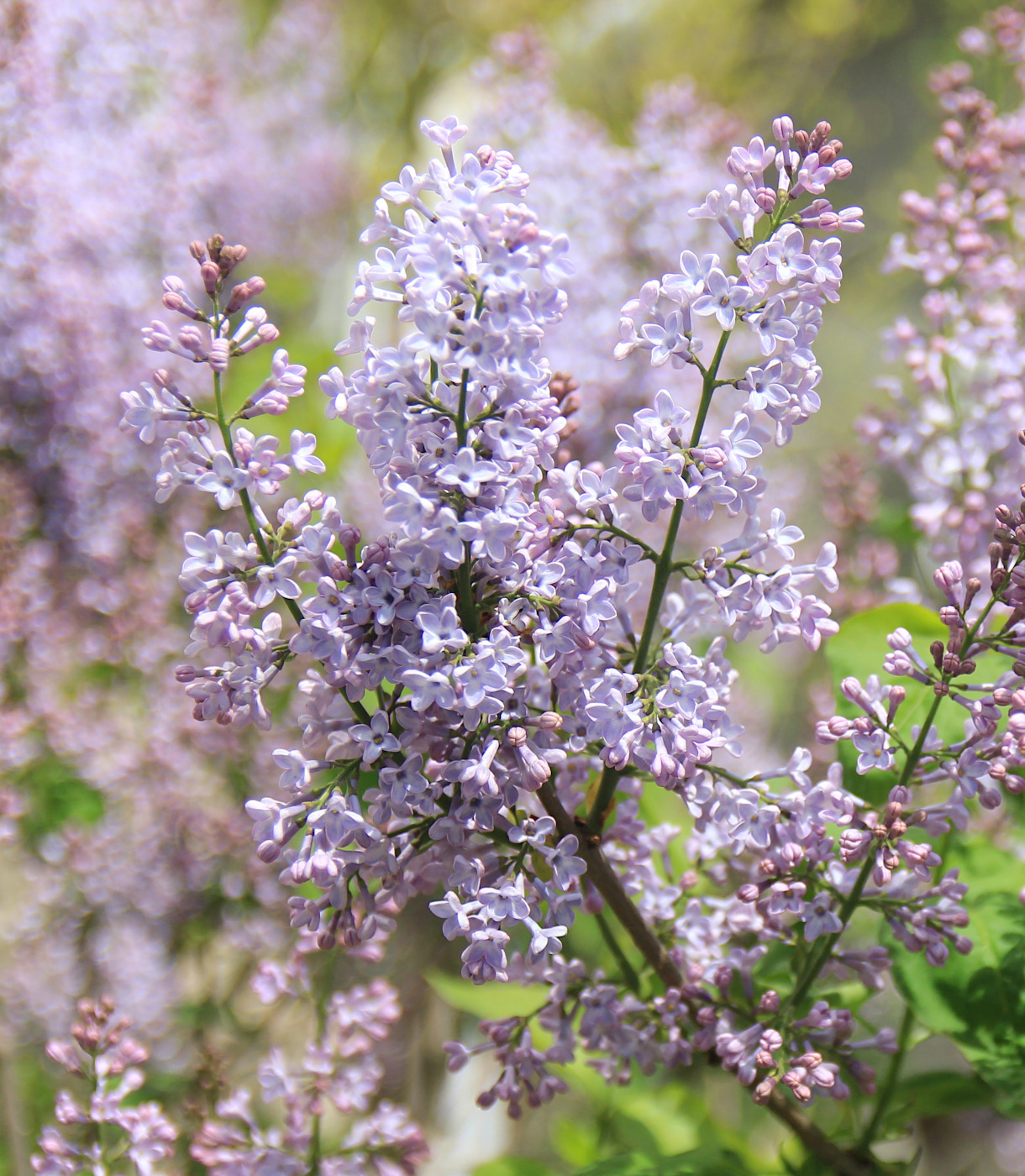 Image of Syringa vulgaris specimen.