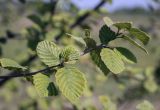 Alnus incana