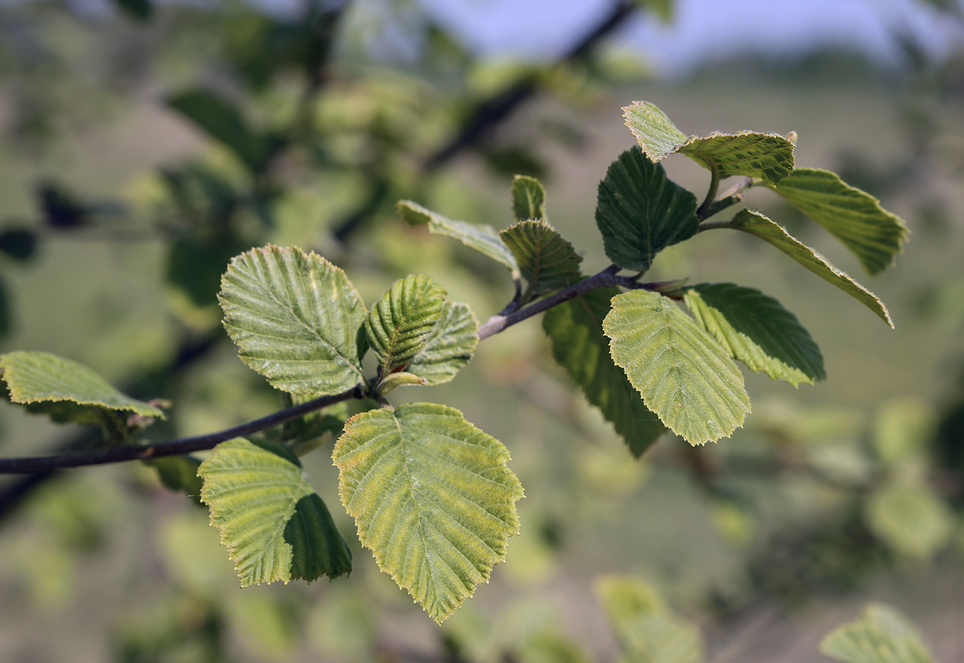 Изображение особи Alnus incana.