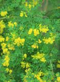 Hippocrepis emeroides