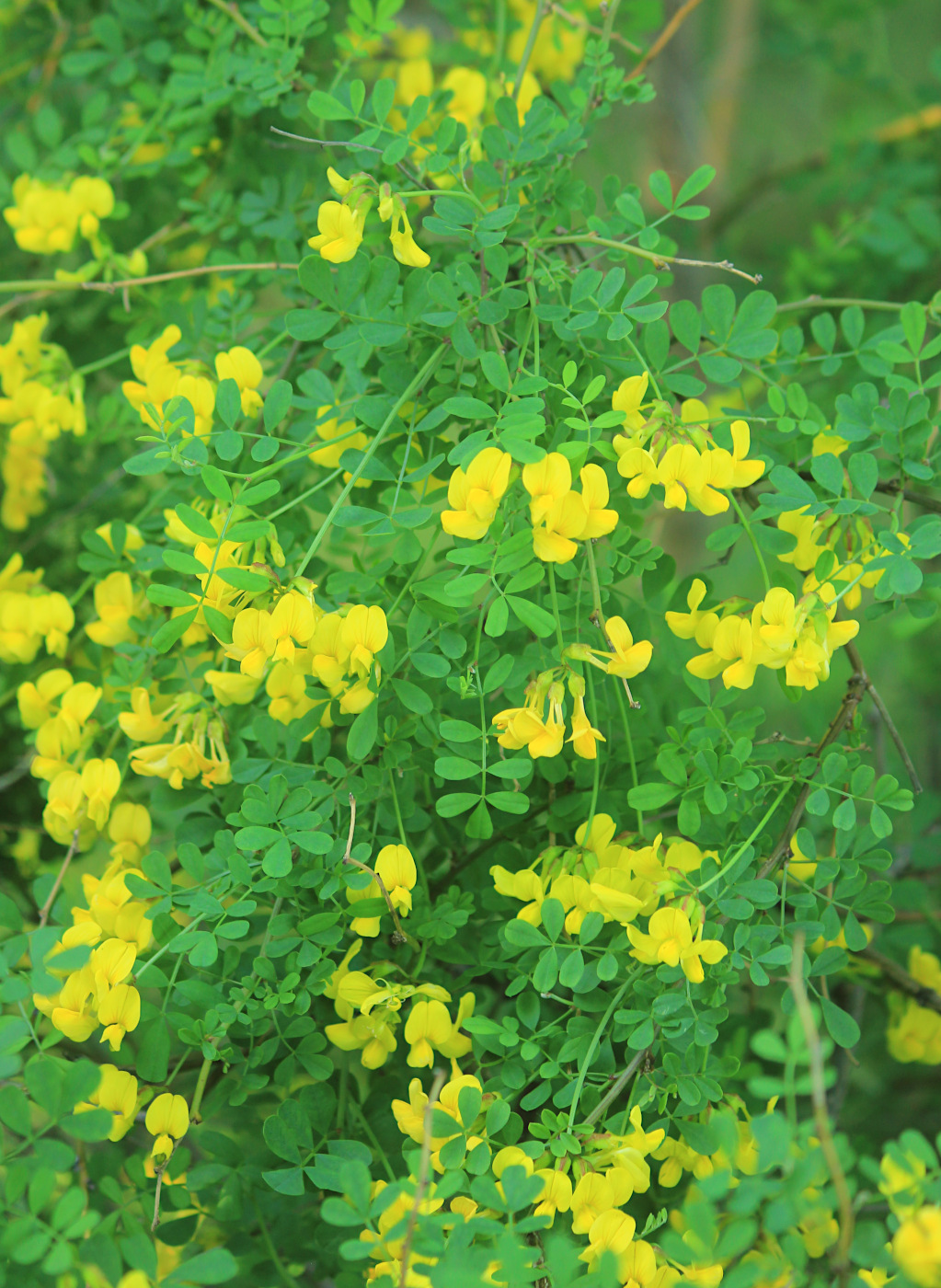 Изображение особи Hippocrepis emeroides.