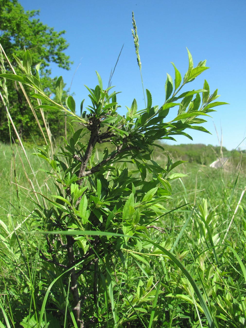 Image of genus Rhamnus specimen.