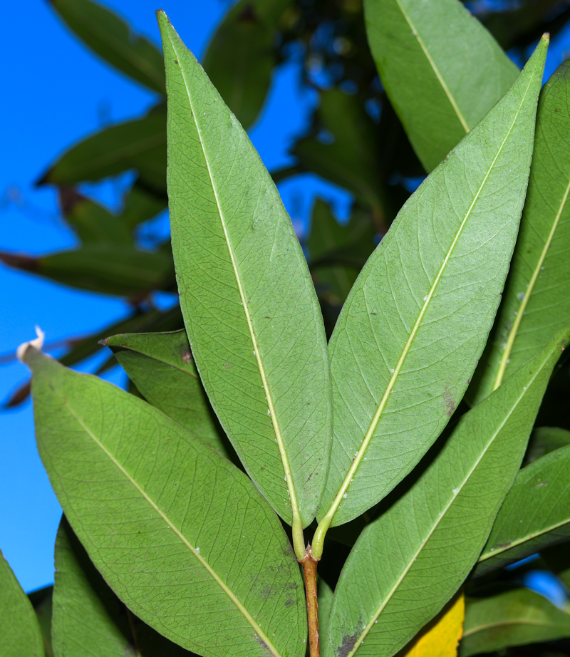 Image of Syzygium jambos specimen.