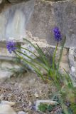 Muscari neglectum