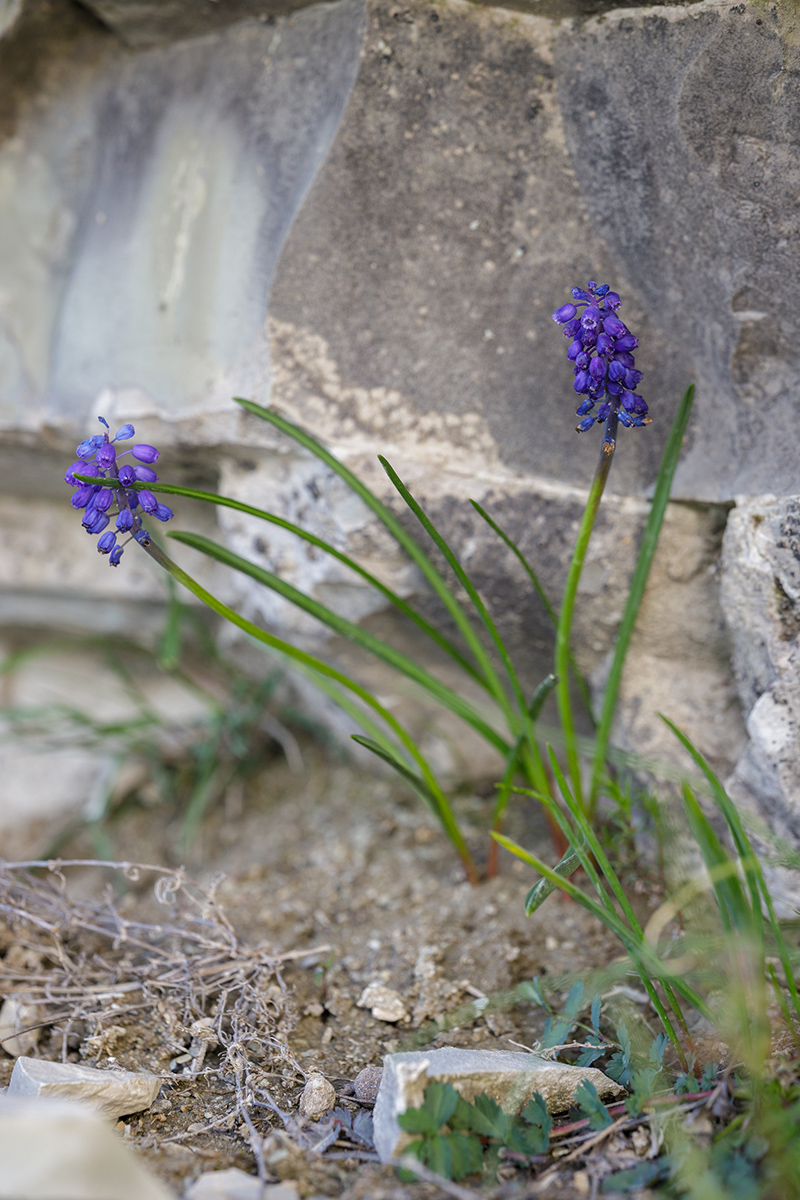 Изображение особи Muscari neglectum.