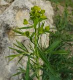 Image of taxon representative. Author is Григорий Токарев