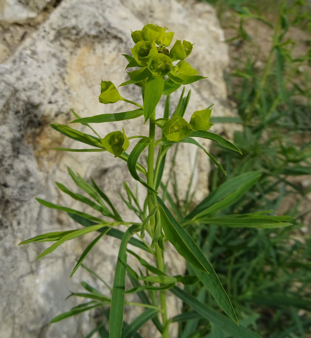 Image of genus Euphorbia specimen.