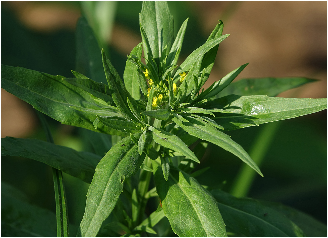 Изображение особи Erysimum cheiranthoides.