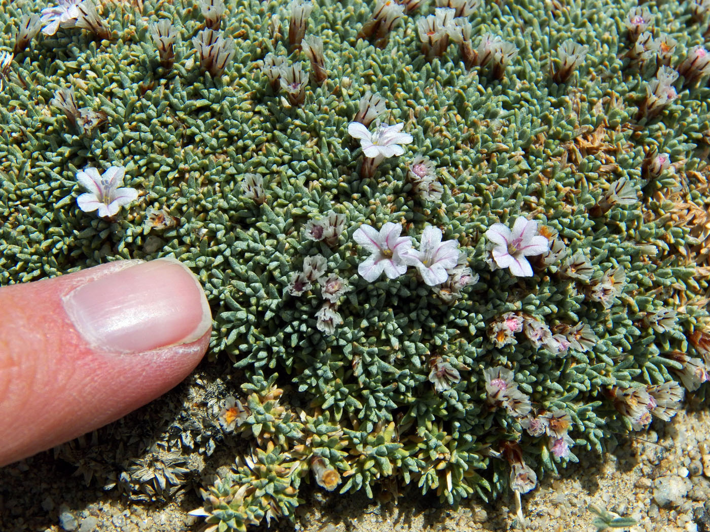 Image of Acantholimon diapensioides specimen.