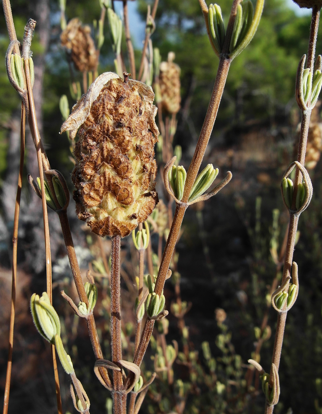 Image of Lavandula stoechas specimen.