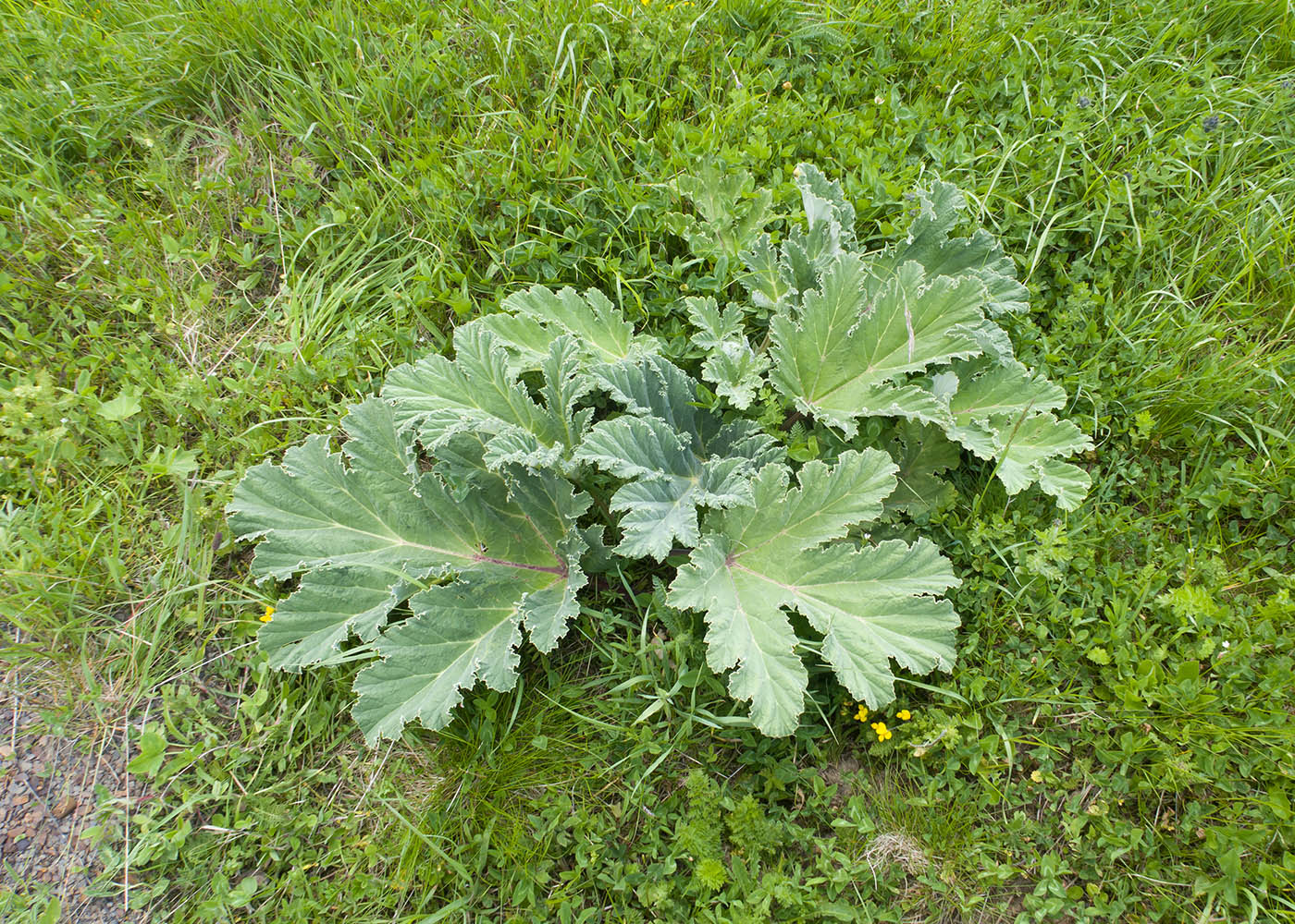 Image of Heracleum leskovii specimen.