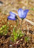 Campanula rotundifolia