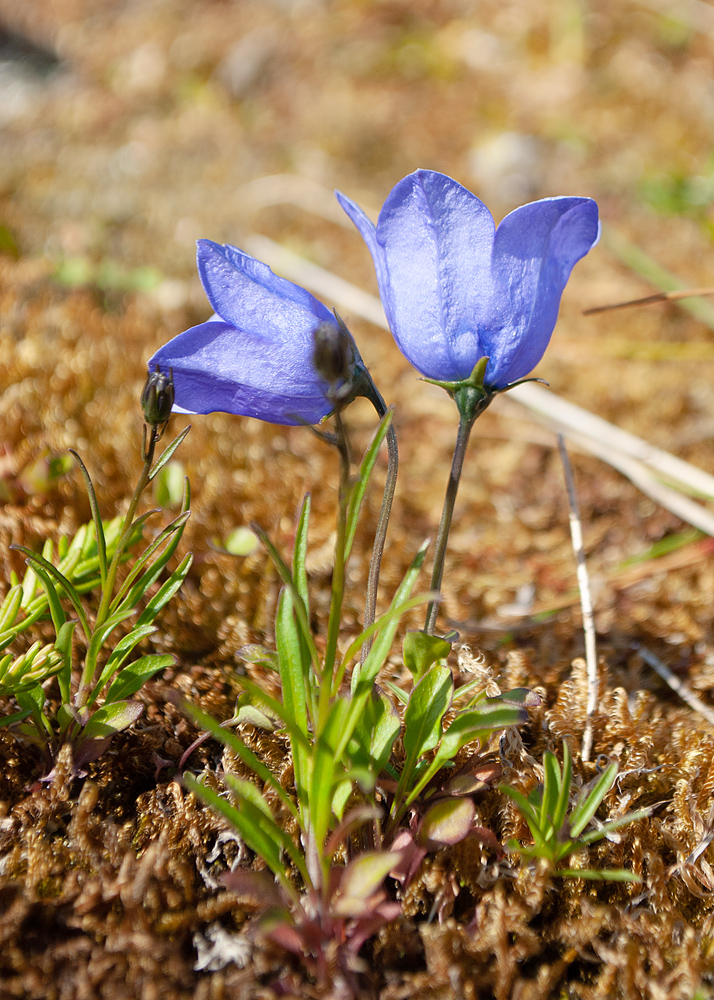 Изображение особи Campanula rotundifolia.