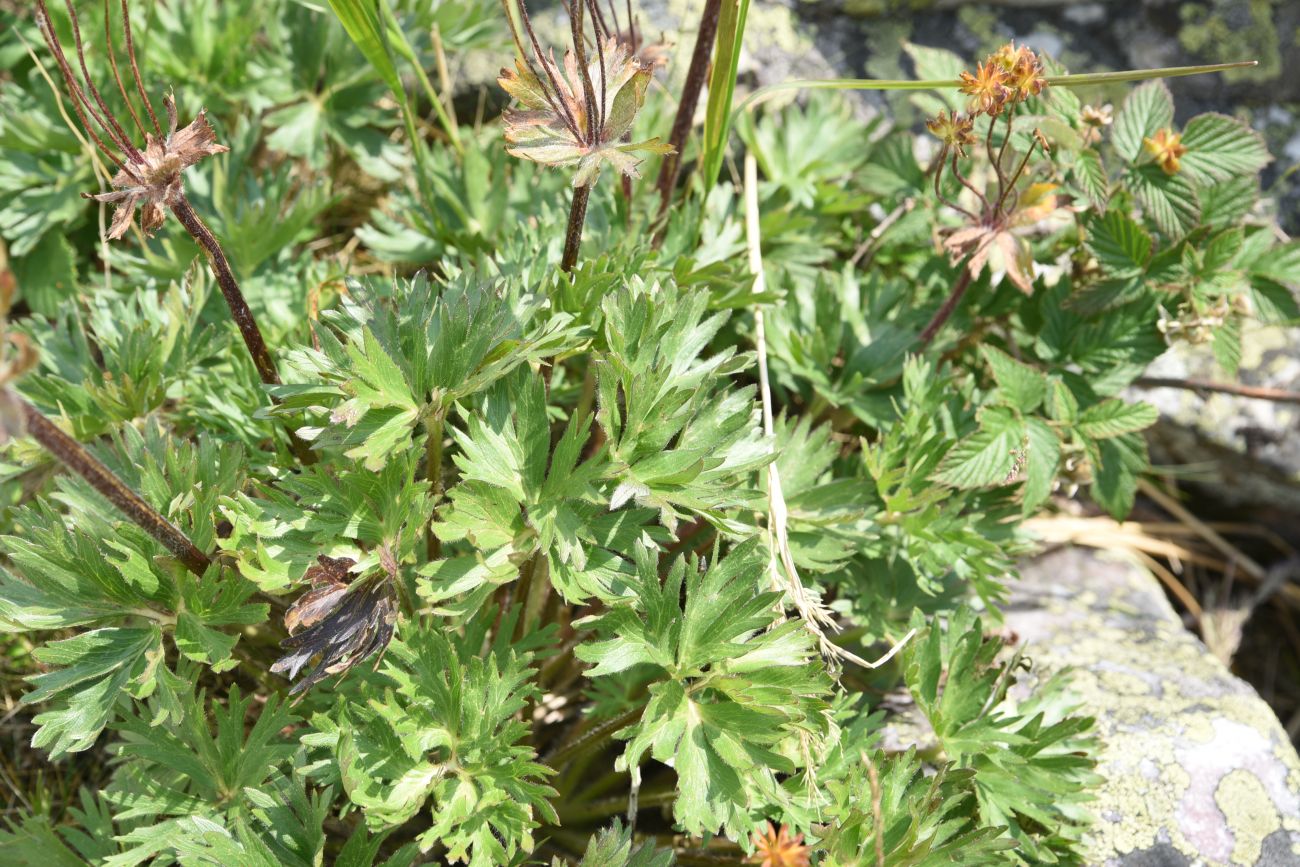 Изображение особи Anemonastrum biarmiense.