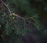 Juniperus oblonga. Верхушка веточки с незрелыми шишкоягодами. Чечня, Шаройский р-н, бассейн р. Цесиахк, долина левого притока, берег. 10 августа 2023 г.