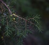 Juniperus oblonga