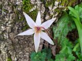 Erythronium caucasicum. Цветок (вид со стороны цветоножки). Краснодарский край, городской округ Сочи, Хостинский р-н, туристическая тропа \"Орлиные скалы\", широколиственный лес, рядом с обрывом. 17.03.2023.