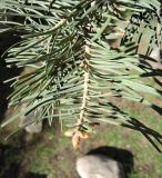 Abies concolor