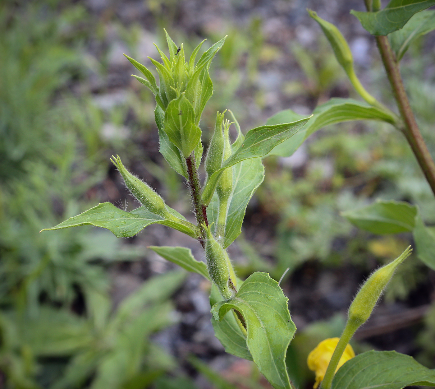 Image of Oenothera rubricaulis specimen.