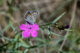 Dianthus versicolor. Верхушка побега с бутонами, цветком и кормящейся бабочкой. Красноярский край, Шушенский р-н, берег р. Енисей в окр. устья р. Голубая, каменистый склон. 10.06.2022.