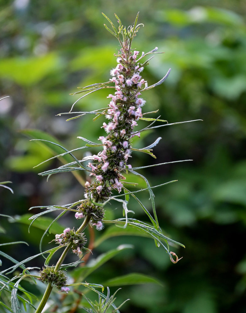 Изображение особи Leonurus glaucescens.