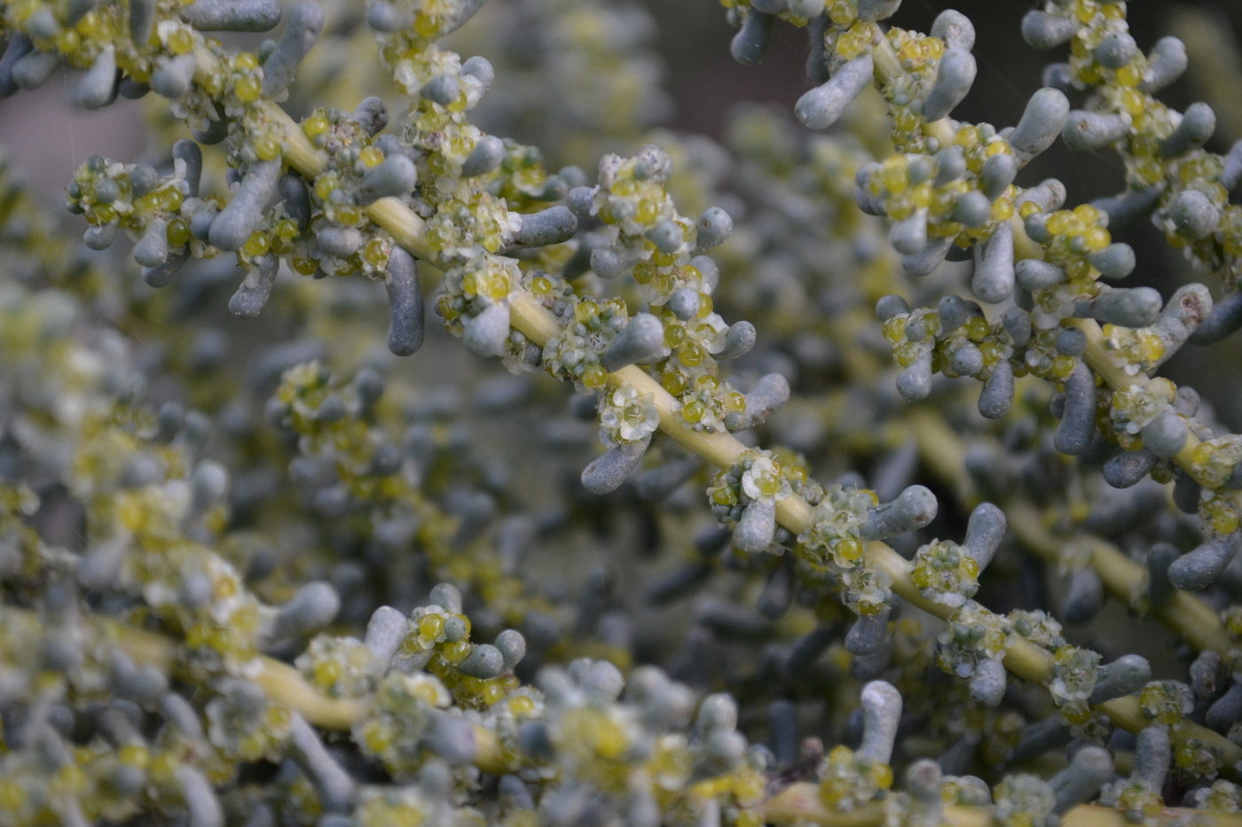 Изображение особи Salsola foliosa.
