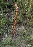 genus Orobanche. Отцветающее растение. Грузия, Самцхе-Джавахети, окр. пещерного монастыря Вардзиа, подножие лугового склона. 13.06.2023.