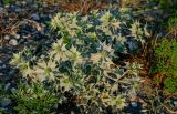 Eryngium maritimum. Цветущее растение. Грузия, Аджария, г. Батуми, окраина каменистого пляжа. 17.06.2023.