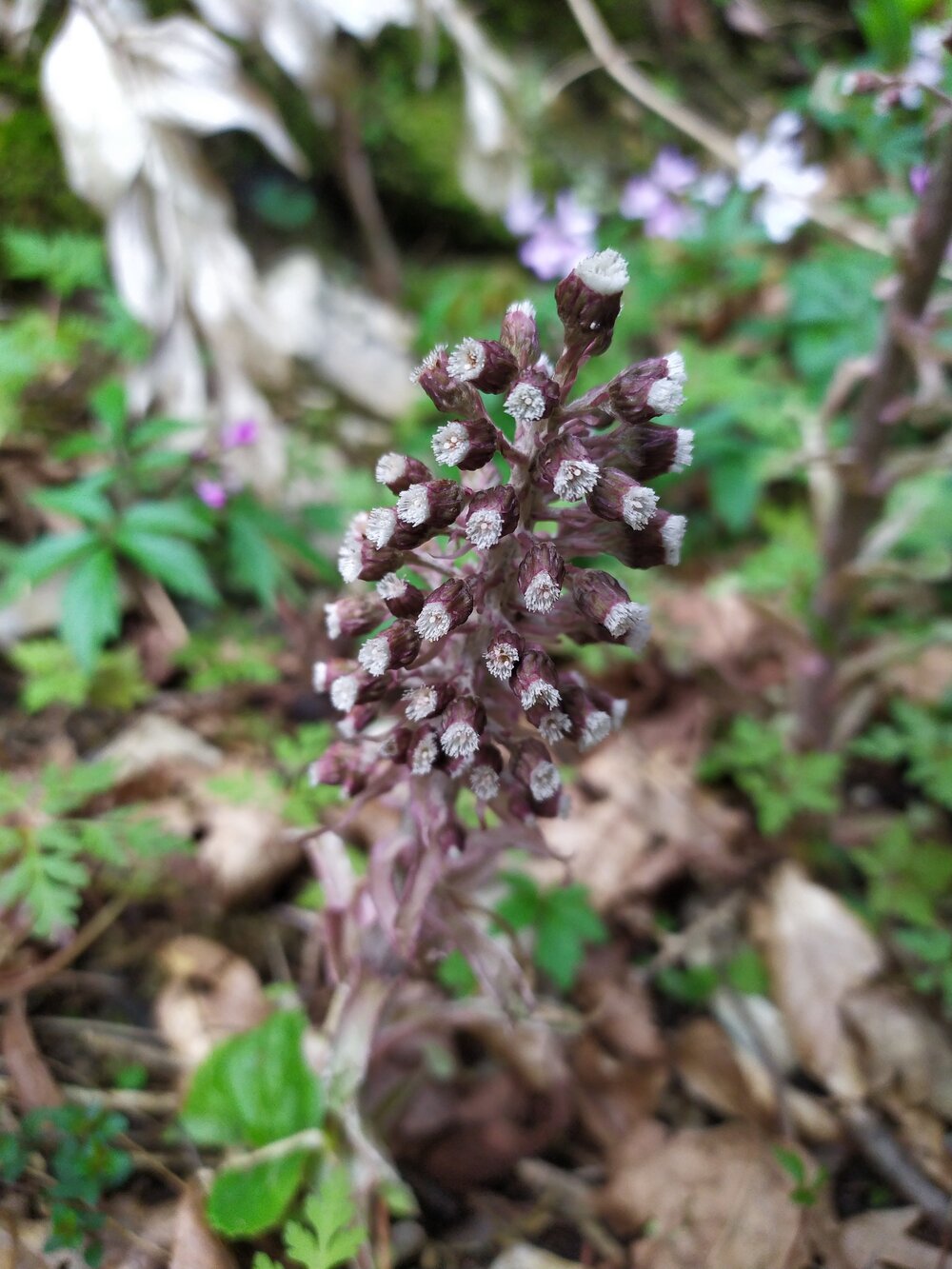 Изображение особи Petasites hybridus.