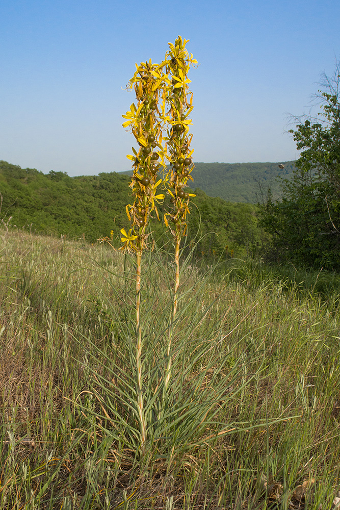 Image of Asphodeline lutea specimen.