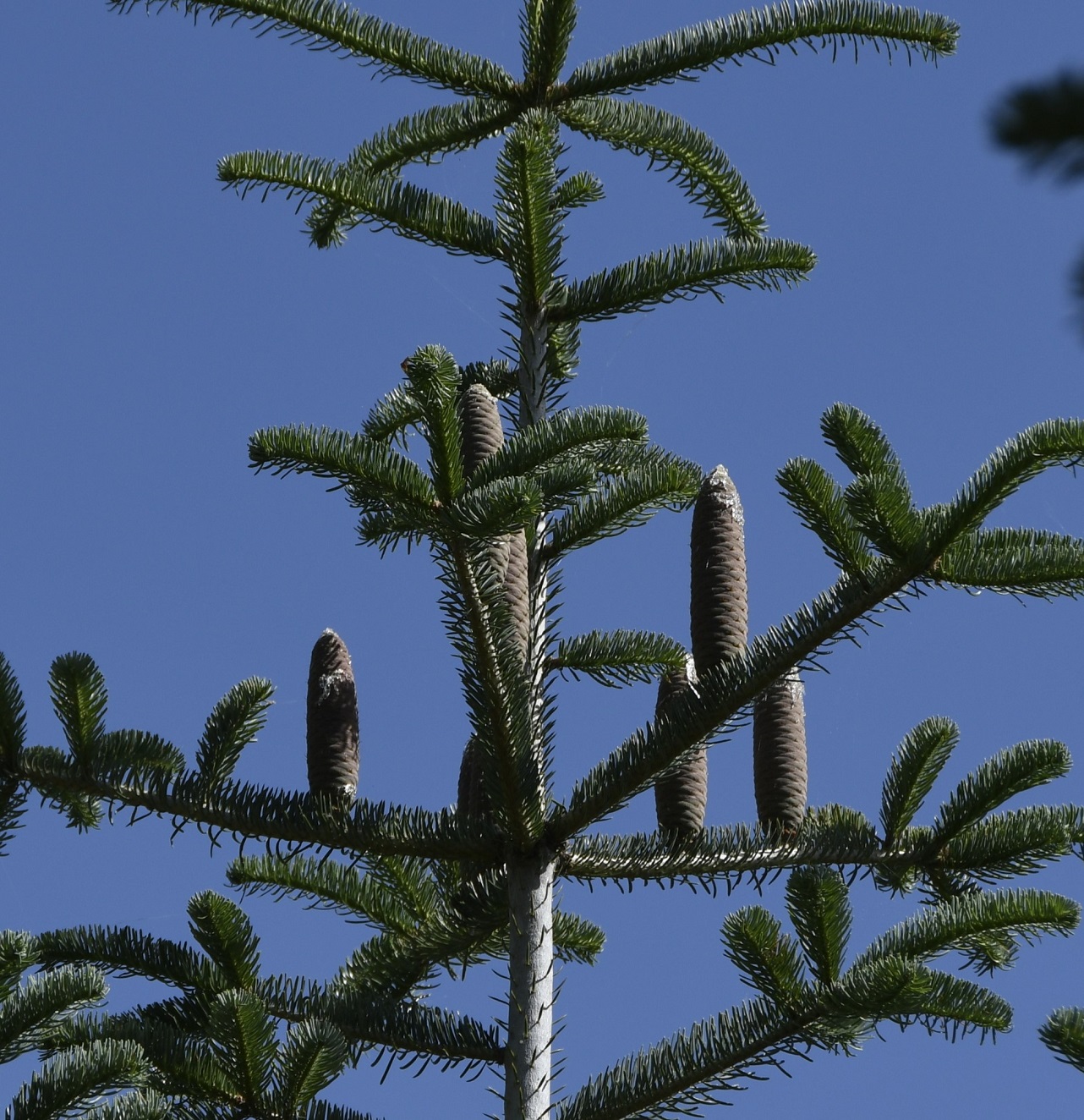 Image of Abies cilicica specimen.