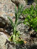 Silene viscosa