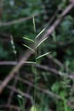 Brachypodium pinnatum