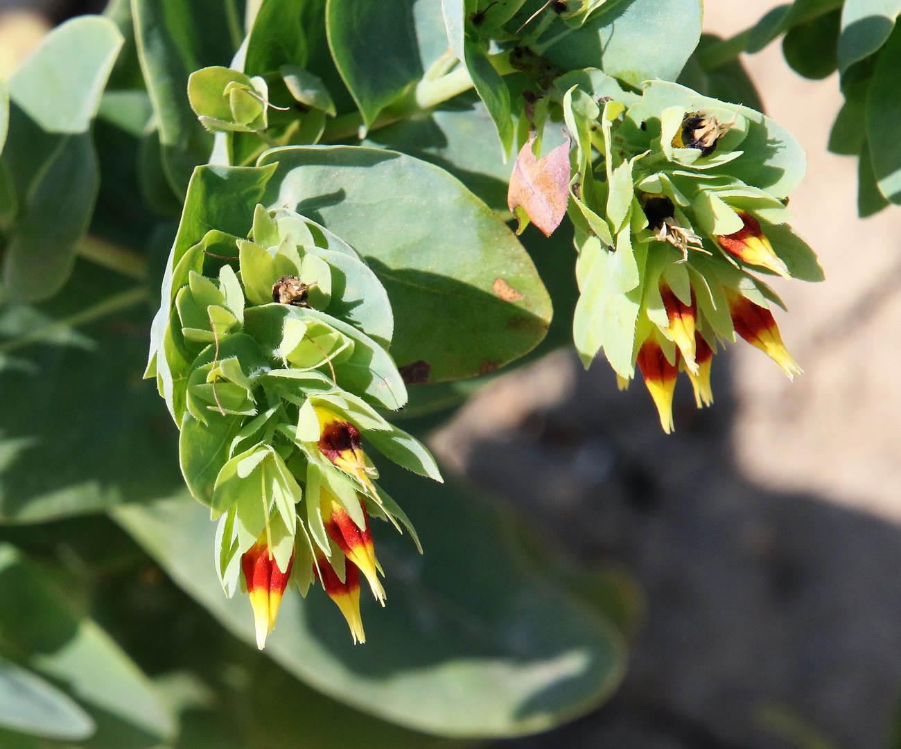 Image of Cerinthe minor specimen.