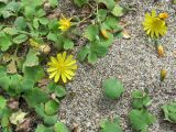 Chorisis repens