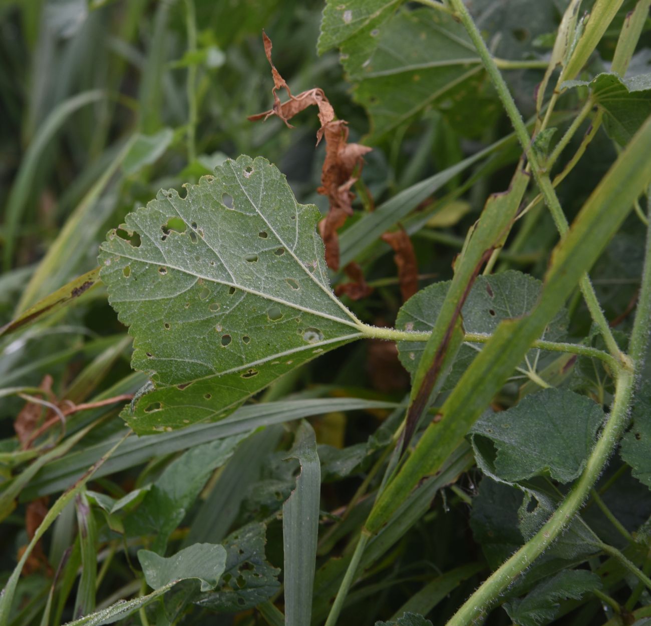 Image of Malva thuringiaca specimen.