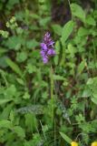 Dactylorhiza urvilleana