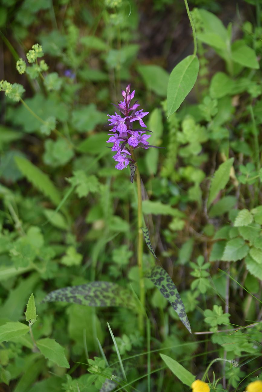 Image of Dactylorhiza urvilleana specimen.