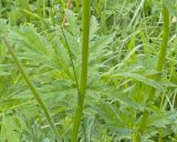 семейство Apiaceae. Среднестеблевой лист. Карачаево-Черкесия, Зеленчукский р-н, гора Джисса, ≈ 1600 м н.у.м., субальпийский луг. 14.06.2024.