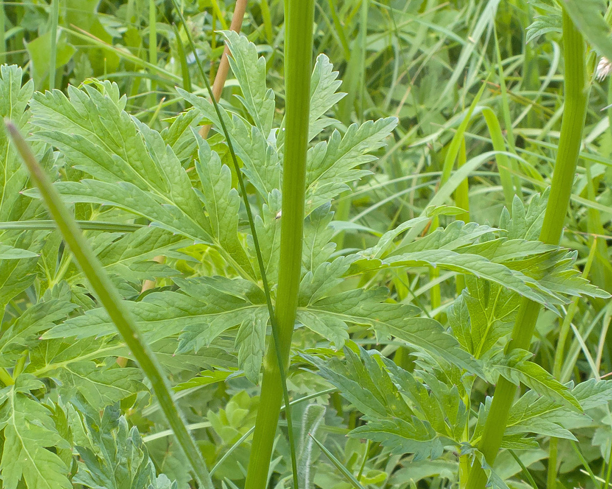 Image of familia Apiaceae specimen.
