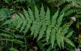 Athyrium filix-femina