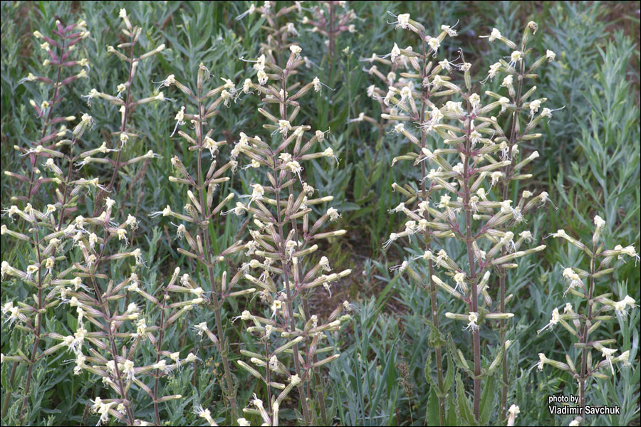 Image of Silene viscosa specimen.