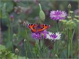 Centaurea cyanus