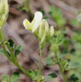 Medicago glutinosa
