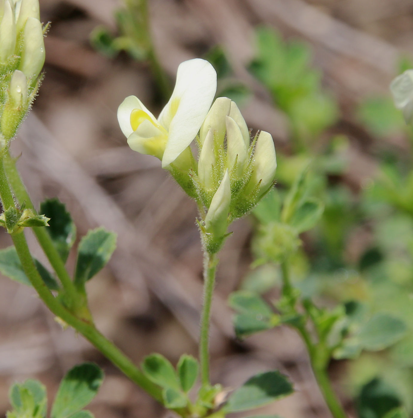 Изображение особи Medicago glutinosa.