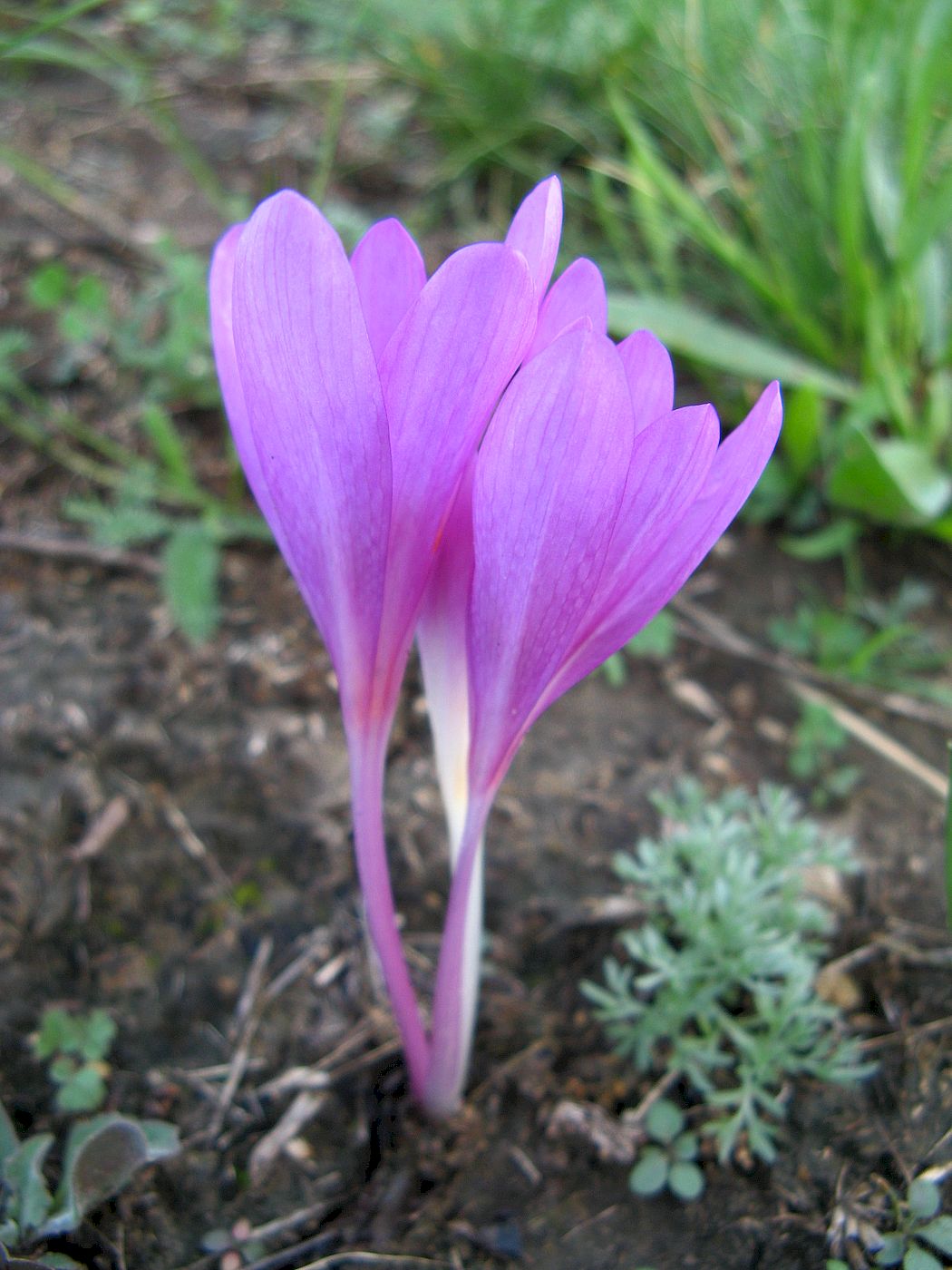 Image of Colchicum arenarium specimen.